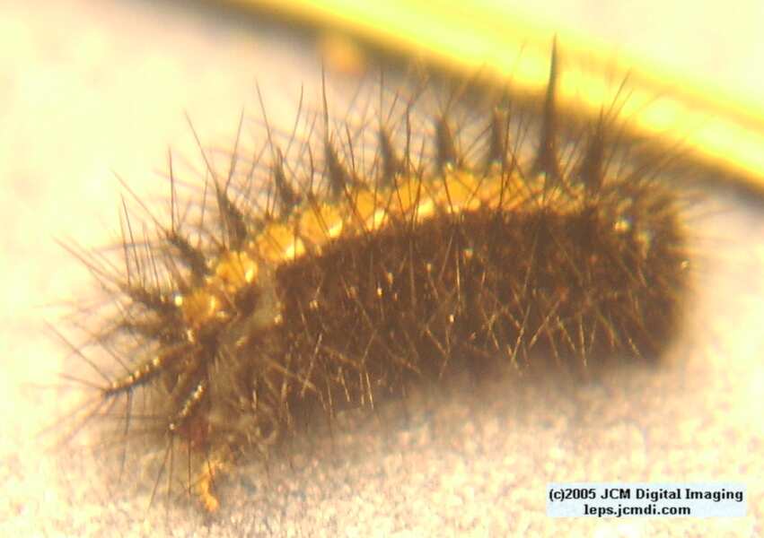 Chalcedon Checkerspot (Euphydryas chalcedona) hibernating 2nd / 3rd instar larvae